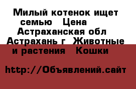  Милый котенок ищет семью › Цена ­ 10 - Астраханская обл., Астрахань г. Животные и растения » Кошки   